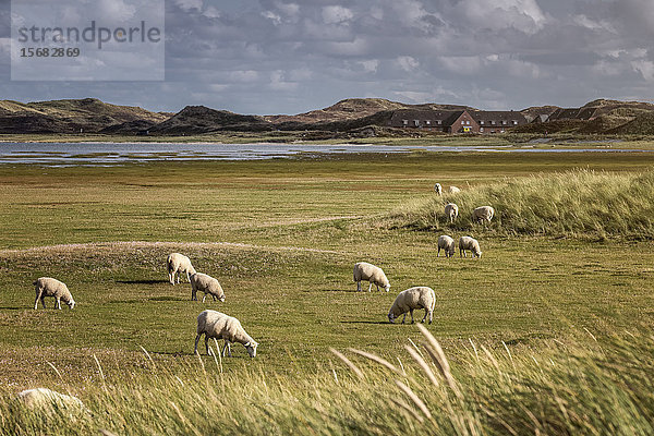 Schafe grasen auf den Salzwiesen  Ellenbogen  Sylt  Schleswig-Holstein  Deutschland  Europa