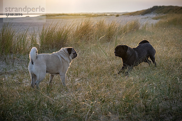 Zwei Mops-Hunde spielen am Strand  Sylt  Schleswig-Holstein  Deutschland  Europa