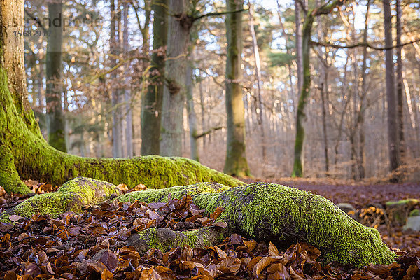 Waldboden mit Moos und Laub  Klövensteen  Hamburg  Deutschland  Europa