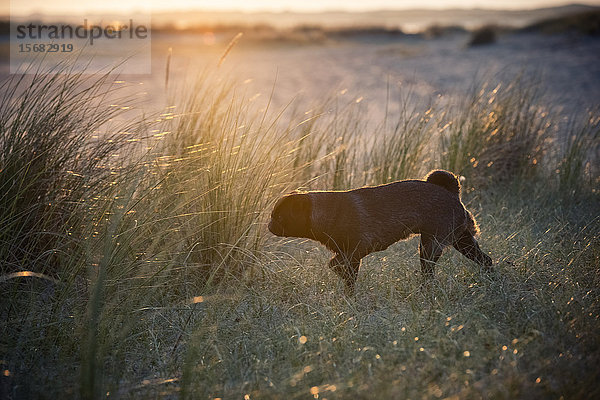 Mops-Hund im Strandhafer  Sylt  Schleswig-Holstein  Deutschland  Europa