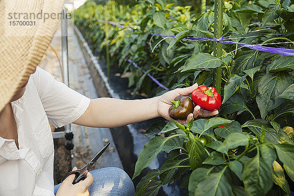 Japanische Frau mit Hut steht im Gemüsefeld und pflückt frische Paprika.
