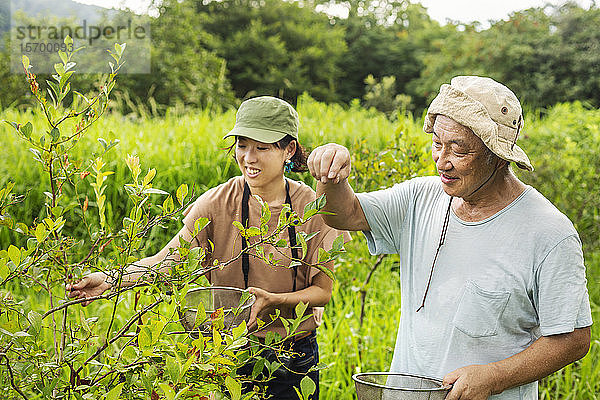 Japanerin und älterer Mann pflücken Beeren auf einem Feld.