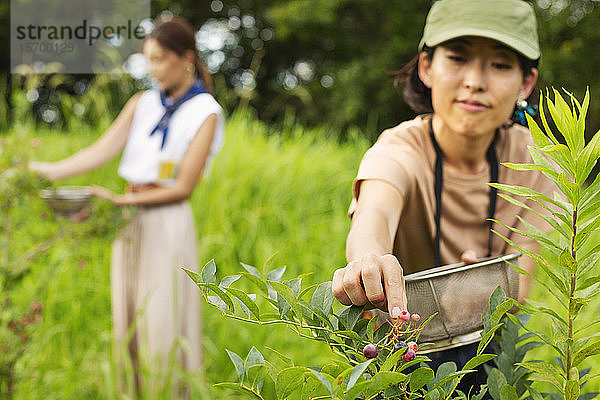 Zwei Japanerinnen pflücken Beeren auf einem Feld.