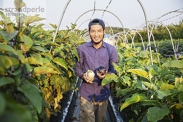Japanischer Mann mit Mütze steht im Gemüsefeld  hält Auberginen in der Hand und lächelt in die Kamera.