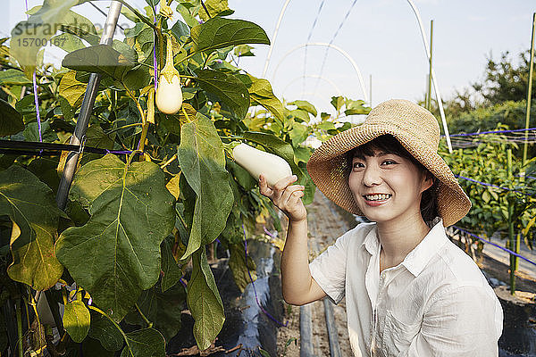 Japanische Frau mit Hut steht im Gemüsefeld  pflückt frische Auberginen und lächelt in die Kamera.