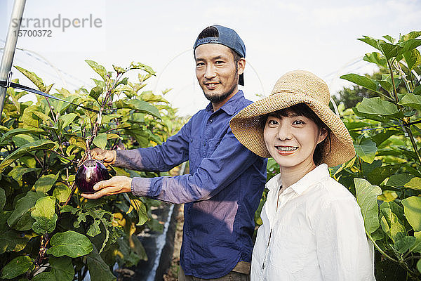 Japanischer Mann mit Mütze und Frau mit Hut stehen im Gemüsefeld und pflücken frische Auberginen.