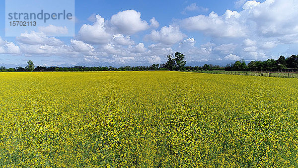 Italien  ländliche Gegend in der Region Friaul