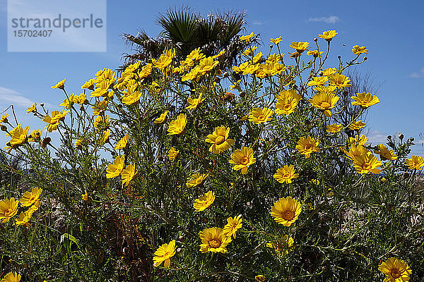 Gelbe Gänseblümchen