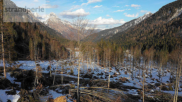 Toter Wald nach einem großen Sturm