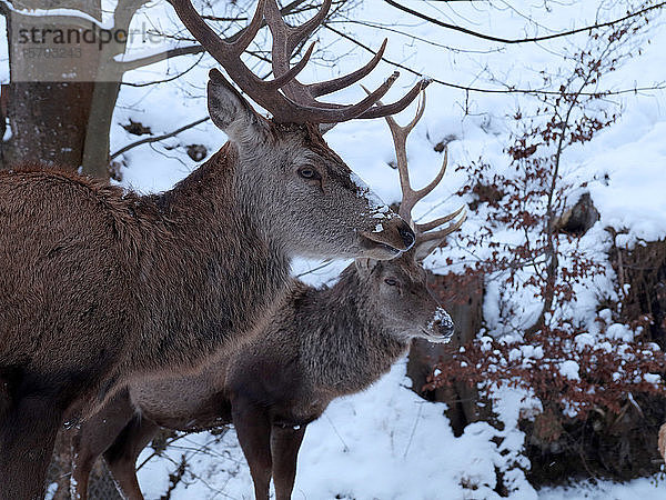 Rehe über dem Schnee