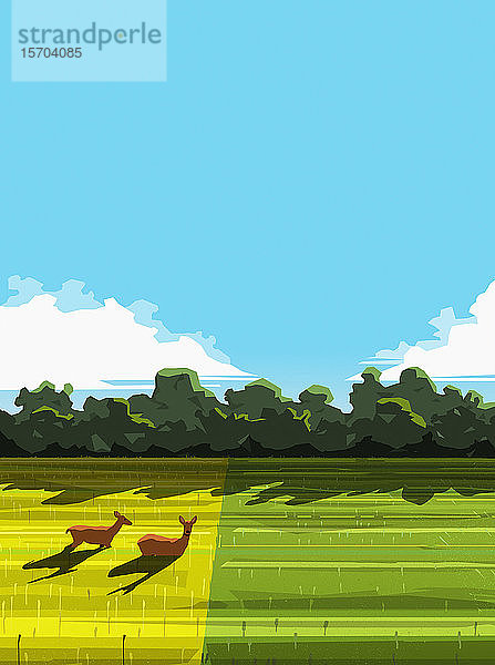 Hirsche entspannen sich in einem sonnigen ländlichen Feld