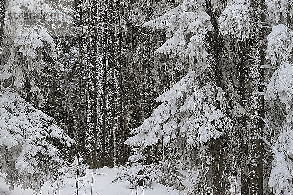 Schneebedeckte Bäume im Wald