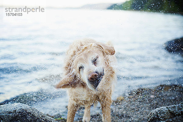 Nasser Hund schüttelt Wasser am Strand ab