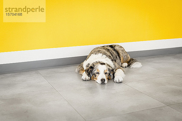 Müder Hund schläft an einer gelben Wand