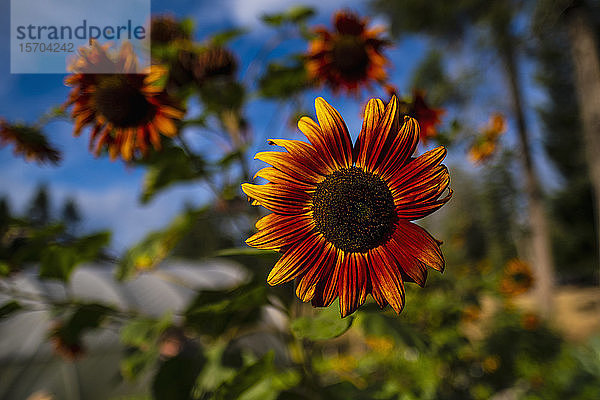 Nahaufnahme einer leuchtend orangefarbenen Sonnenblume