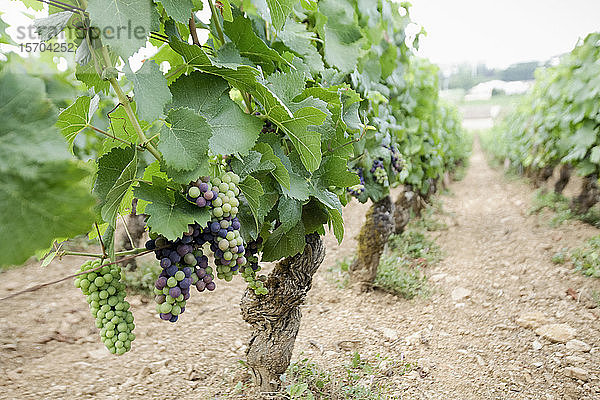 Weintrauben an Rebstöcken in einem Weinberg  Beaune  Burgund  Frankreich