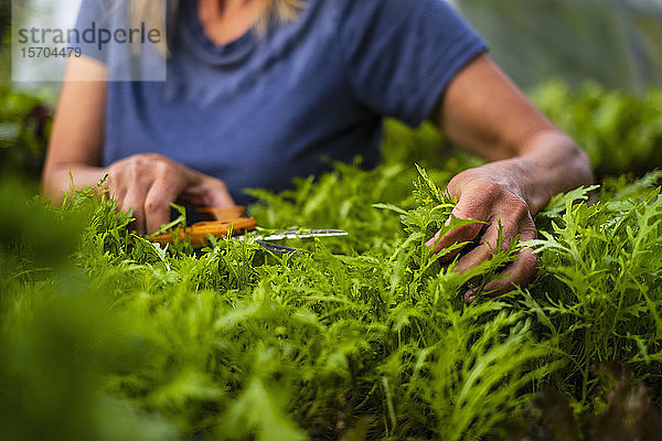Close up Frau trimmen Gemüse Pflanze