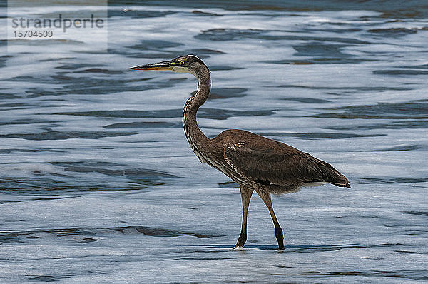 Großer Blaureiher (Ardea herodias)  Drake-Bucht  Halbinsel Osa  Costa Rica