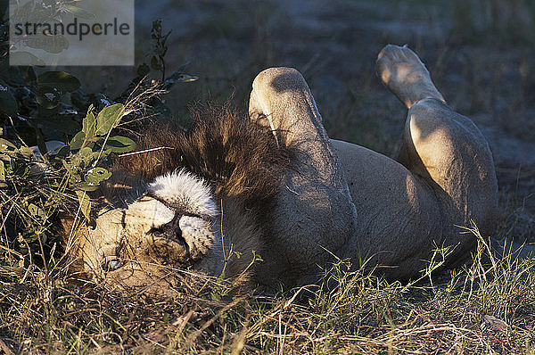 Linksäugiger blinder Löwe (Panthera leo)  bekannt als Silver Eye   Savute Channel  Linyanti  Botswana