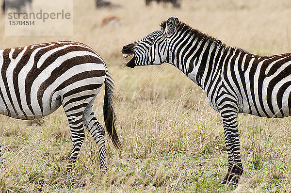 Schreiendes Zebra (Equus quagga)  Masai Mara National Reserve  Kenia