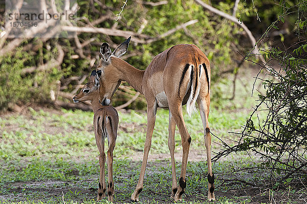 Impala (Aepyceros melampus) und Kalb  Chobe-Nationalpark  Botswana