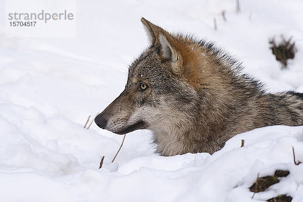 Grauer Wolf (Canis lupus)  Gefangener  Nationalpark Bayerischer Wald  Bayern  Deutschland