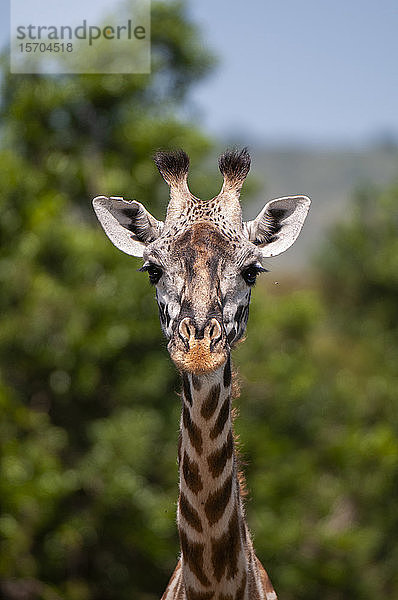 Massai-Giraffenkalb (Giraffa camelopardalis)  Masai Mara National Reserve  Kenia