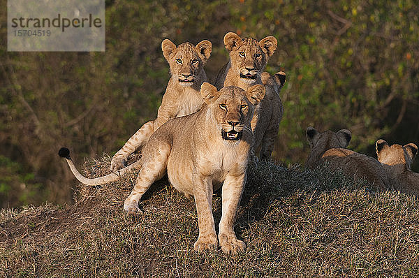 Löwin (Panthera leo) mit Jungtieren  Masai Mara National Reserve  Kenia