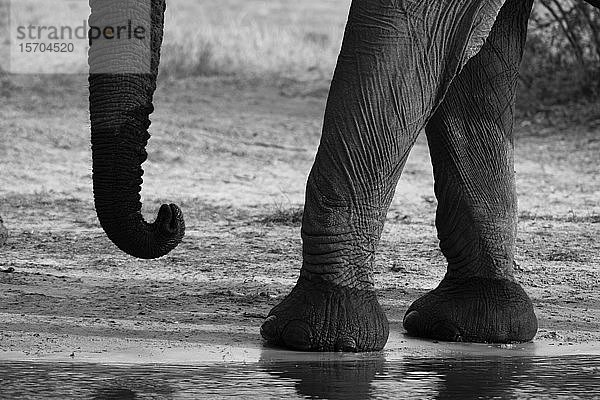 Detail der Beine und des Rüssels des Afrikanischen Elefanten (Loxodonta africana)  Khwai-Konzession  Okavango-Delta  Botswana