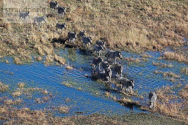 Luftaufnahme von Zebras der Ebenen (Equus quagga)  die den Fluss überqueren  Okavango-Delta  Botswana