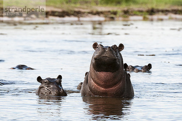 Flusspferde (Hippopotamus amphibius) im Fluss  Khwai-Konzession  Okavango-Delta  Botswana