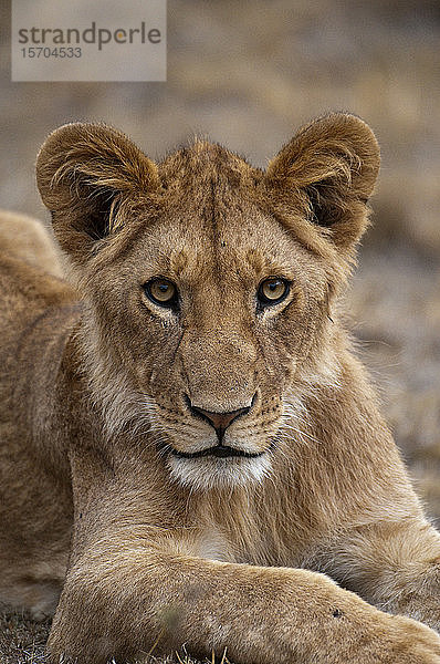 Löwin (Panthera leo)  Masai Mara National Reserve  Kenia