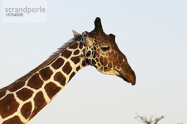 Masai-Giraffe (Giraffa camelopardalis)  Samburu  Kenia