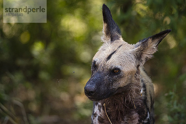 Afrikanischer Wildhund (Lycaon pictus) beobachtet eine Fliege  Savuti-Sumpf  Chobe-Nationalpark  Botswana