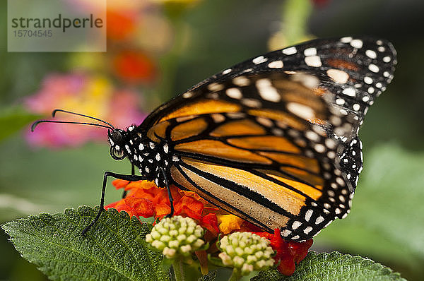 Monarchfalter (Danaus plexippus)  La Paz Wasserfall-Gärten  Vara Blanca  Costa Rica