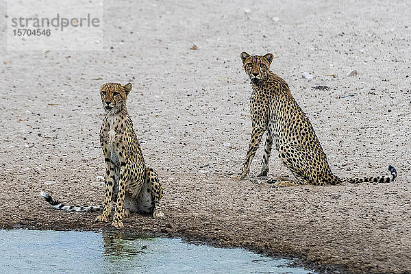 Zwei Geparden (Acinonyx jubatus) trinken am Wasserloch  Kalahari  Botswana