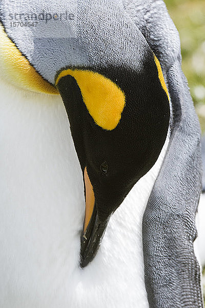 Bildnis des Königspinguins (Aptenodytes patagonica)  Falkland-Inseln
