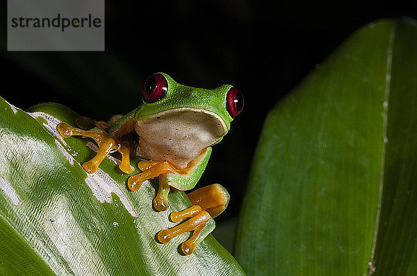 Rotaugenlaubfrosch (Agalychnis callidryas)  Manuel-Antonio-Nationalpark  Costa Rica