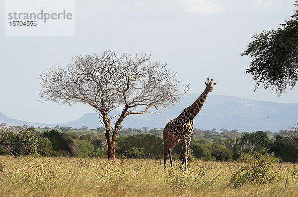 Giraffe (Giraffa camelopardalis)  Tsavo-Ost-Nationalpark  Kenia