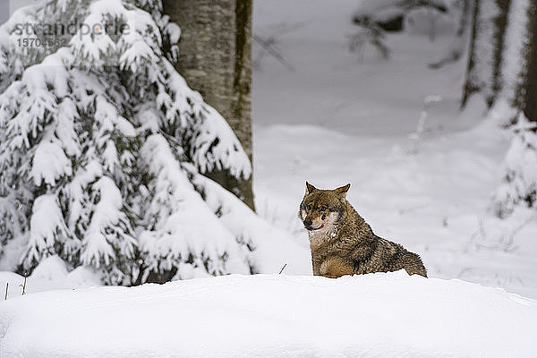 Grauer Wolf (Canis lupus)  Gefangener  Nationalpark Bayerischer Wald  Bayern  Deutschland