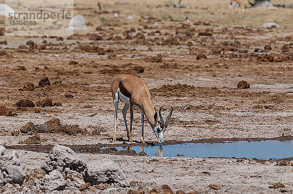 Springböcke (Antidorcas marsupialis) trinken am Wasserloch  Nxai-Pan-Nationalpark  Botswana