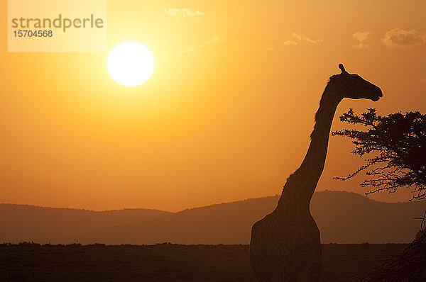 Massai-Giraffe (Giraffa camelopardalis) bei Sonnenuntergang  Masai Mara National Reserve  Kenia