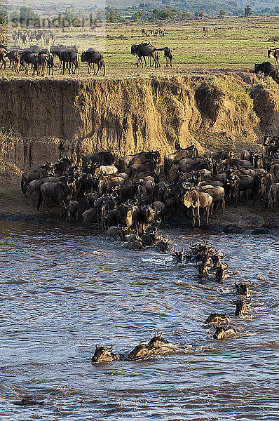 Gnus  die während der jährlichen Migration den Mara-Fluss überqueren  Masai Mara-Nationalpark  Kenia