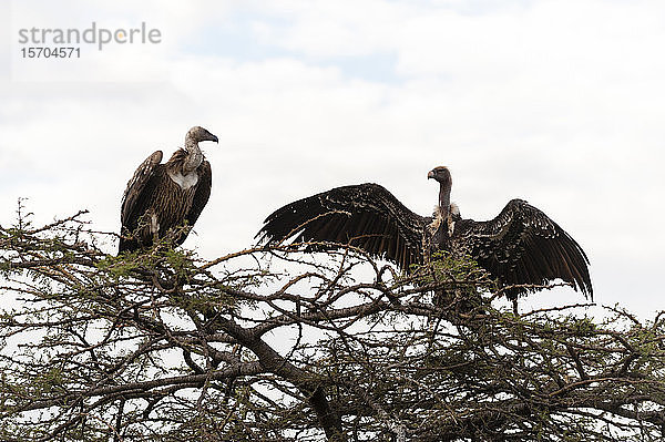 Geier  die sich von Kadavern ernähren  Masai Mara National Reserve  Kenia