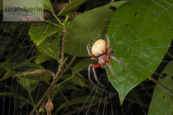 Spinne (Eryophora sp.) weiblich  Manuel-Antonio-Nationalpark  Costa Rica