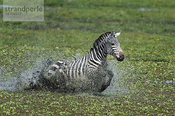 Gewöhnliches Zebra (Equus quagga)  Amboseli-Nationalpark  Kenia