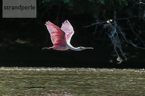 Rosa Löffler (Platalea ajaja) im Flug  Nationalpark Corcovado  Halbinsel Osa  Costa Rica