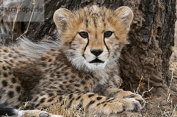 Gepardenjunge (Acinonyx jubatus)  Masai Mara-Nationalpark  Kenia