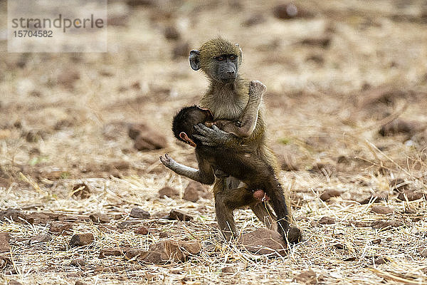 Chacma-Pavian (Papio ursinus) und Kleinkind  Chobe-Nationalpark  Botswana