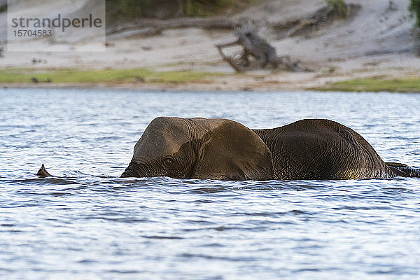 Afrikanischer Elefant (Loxodonta africana) im Chobe-Fluss  Chobe-Nationalpark  Botswana